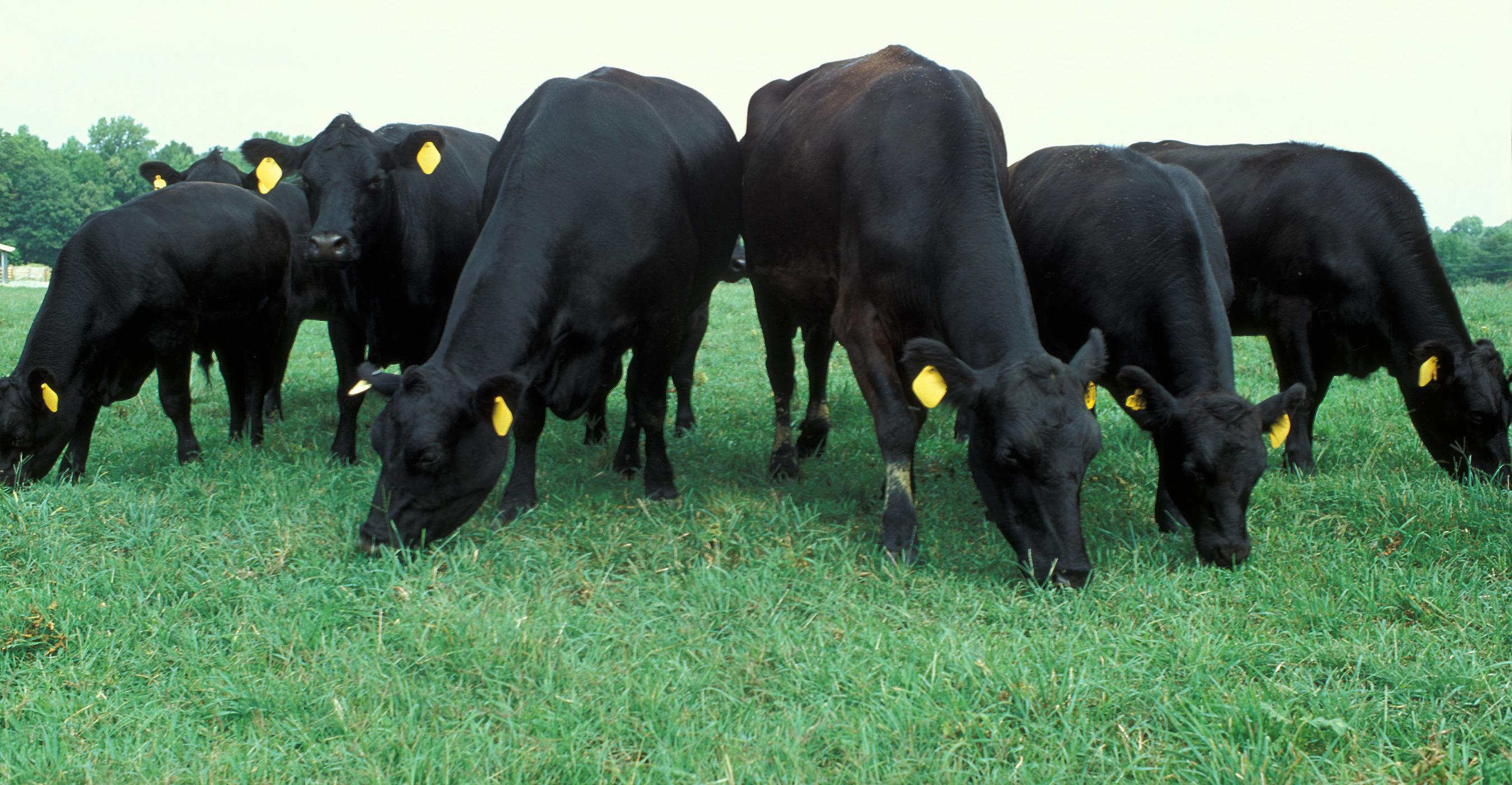 Eliminate the ‘Middlecow’ Eliminate the ‘Middlecow’